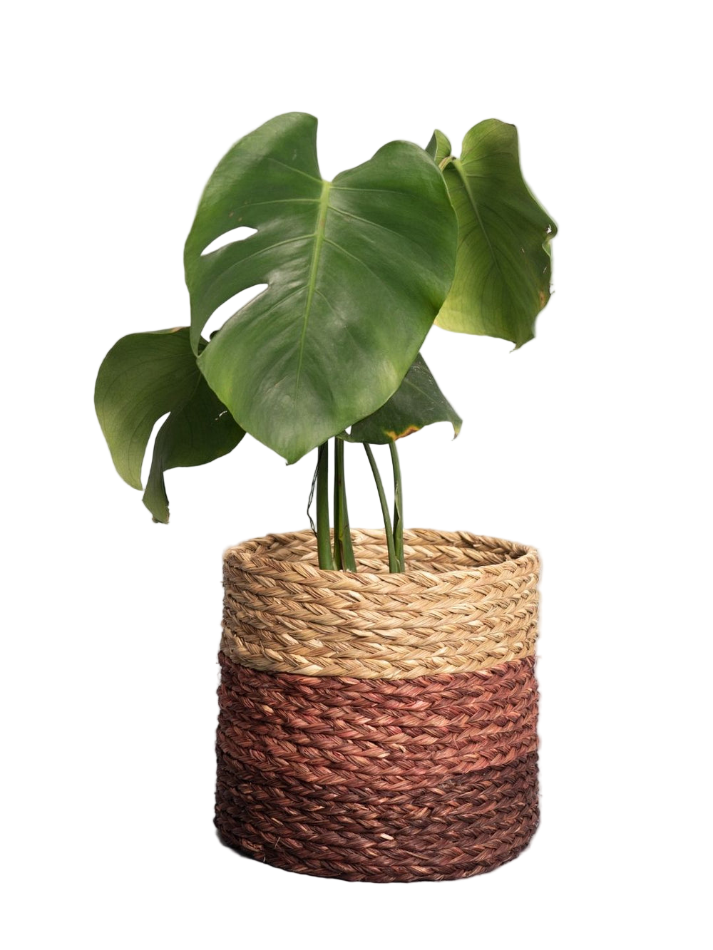 Potted plant in a woven basket on a white background