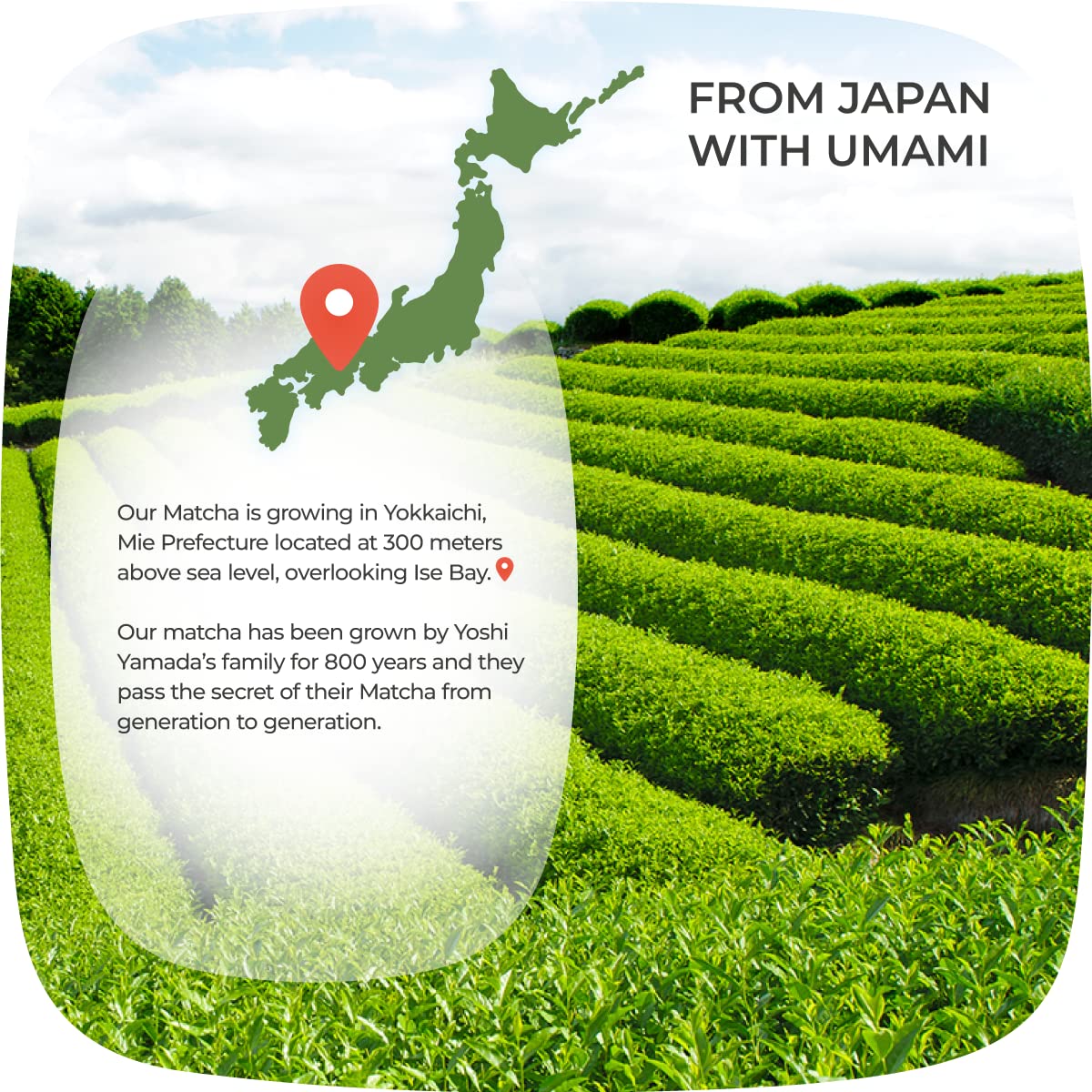 FREE Japanese Matcha Green Tea Powder - 1.05 oz/ 30g