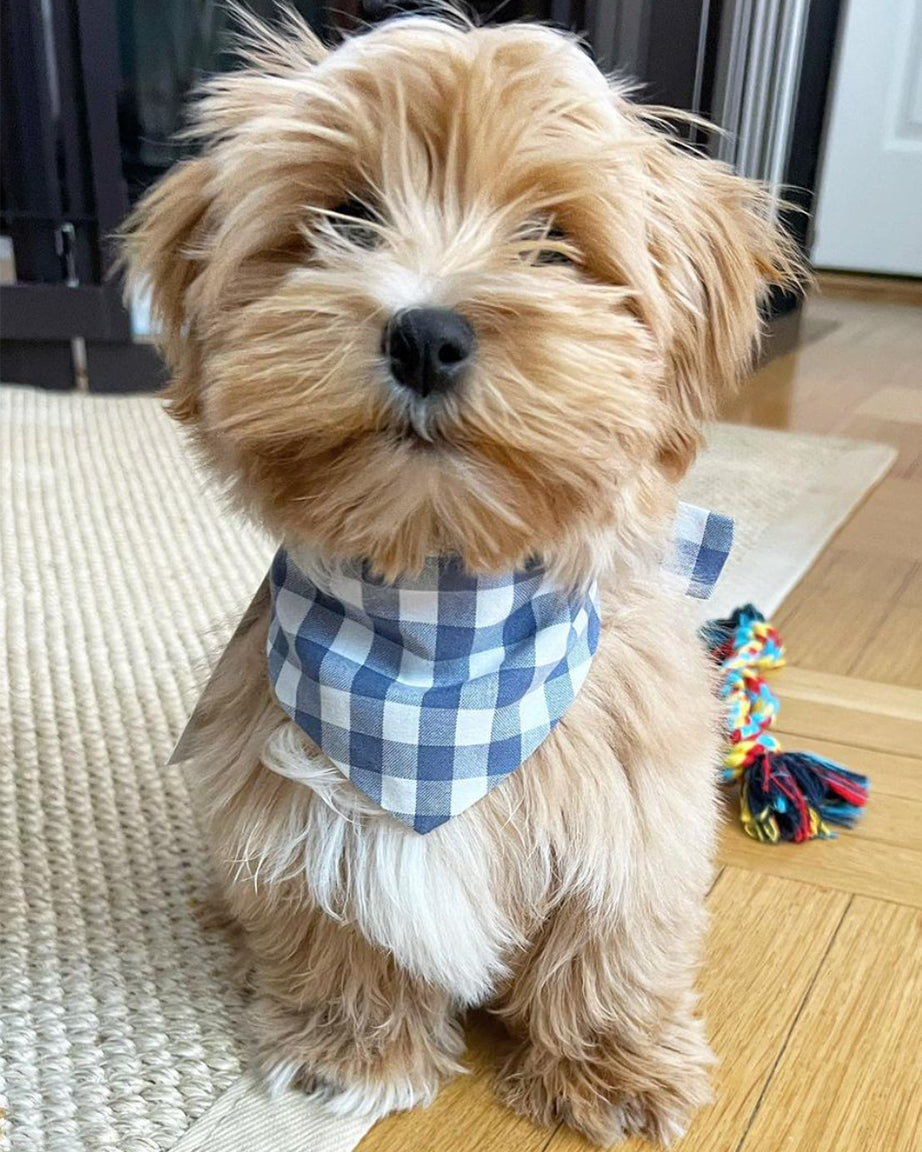 Pet Gingham Bandana - Sumiye Co