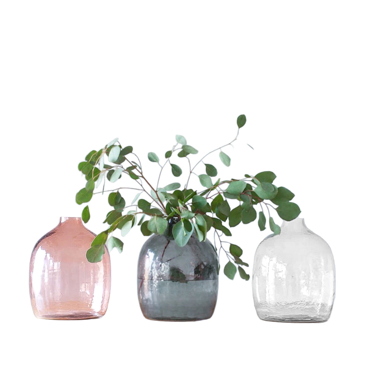 Three glass vases with plants on a white background