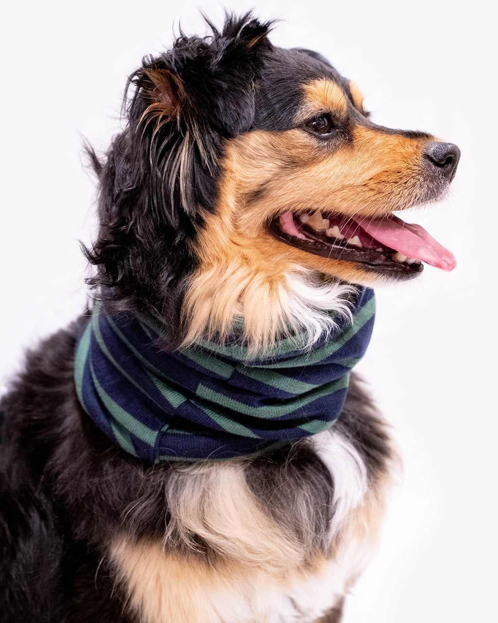 PET MB SNOOD - Sumiye Co