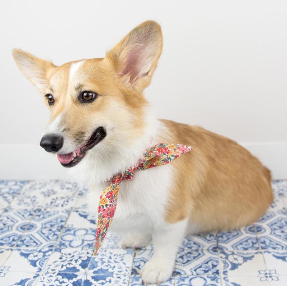 Pet Classic Necktie - Sumiye Co