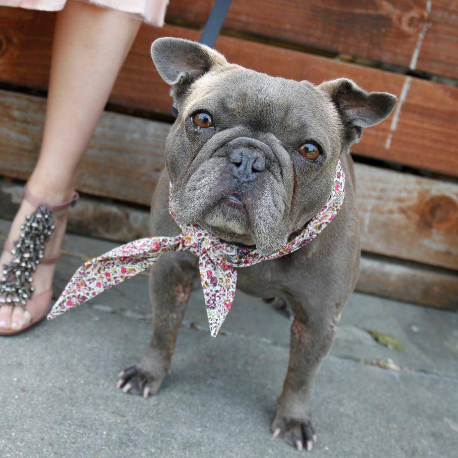 Pet Classic Necktie - Sumiye Co