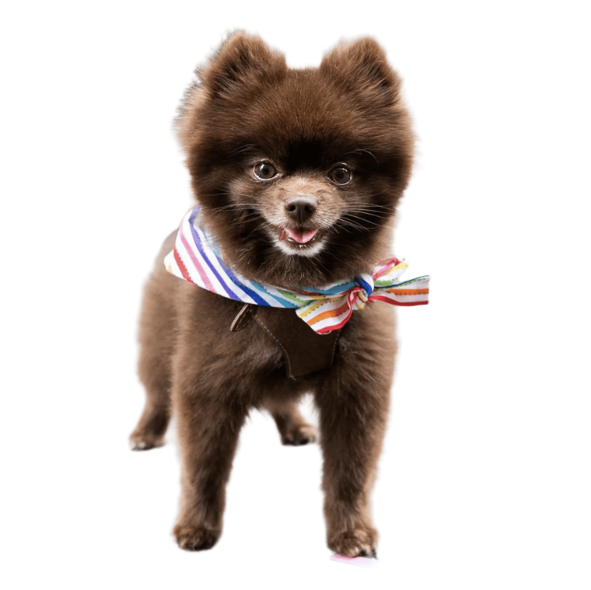 Pet Pride Bandana - Sumiye Co