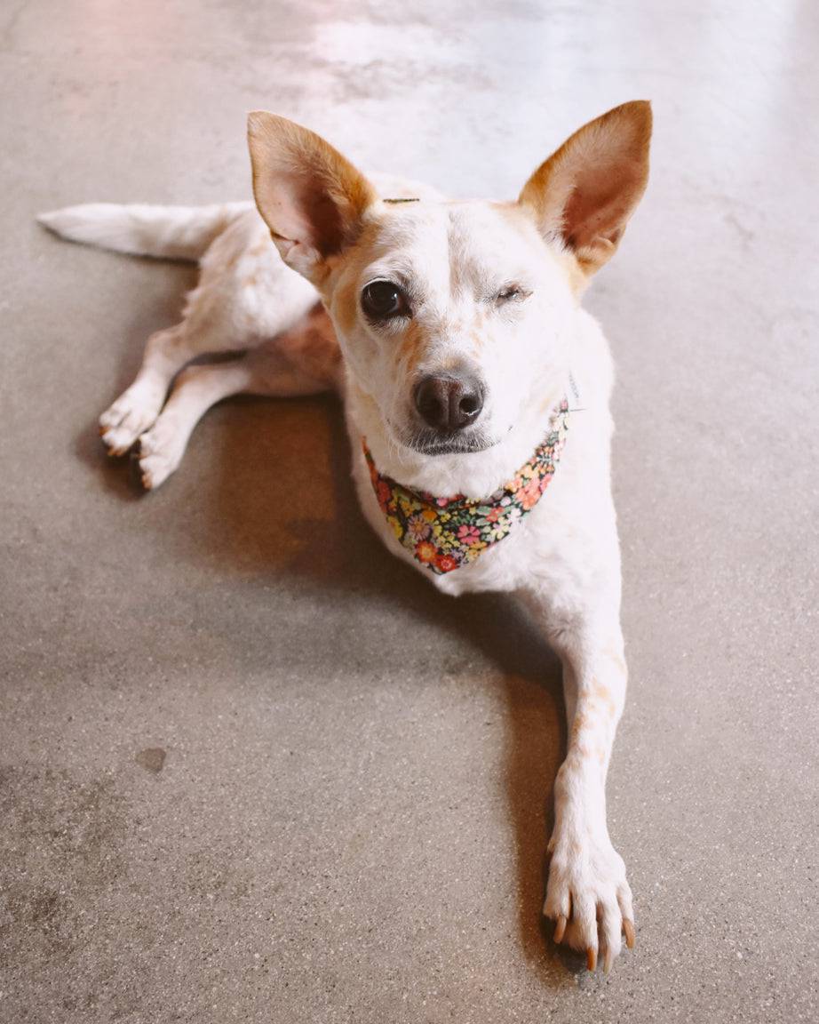 Pet Floral Bandana - Sumiye Co