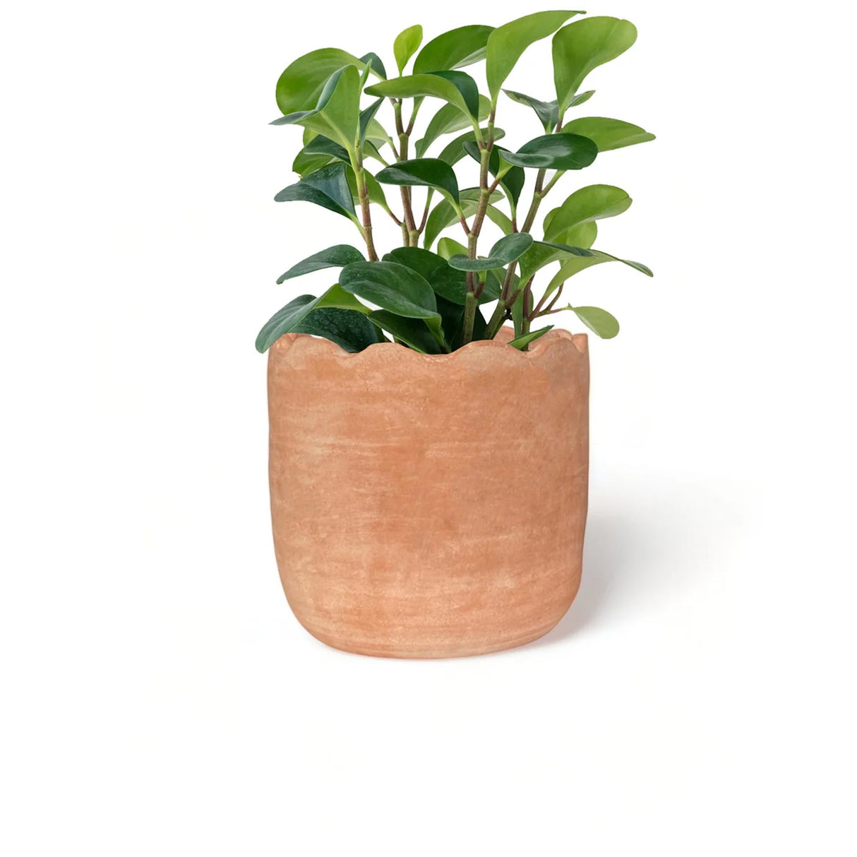 Wavy Planter - Large - Sumiye Co