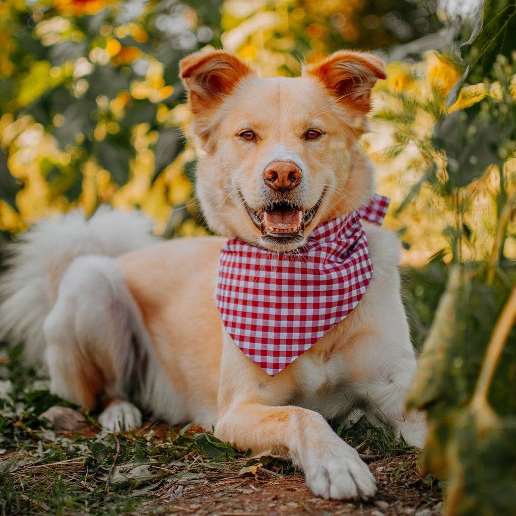 Pet Gingham Bandana - Sumiye Co