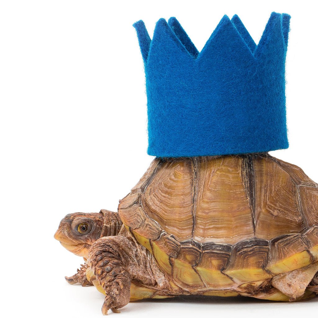 Pet Bright Party Crowns - Sumiye Co