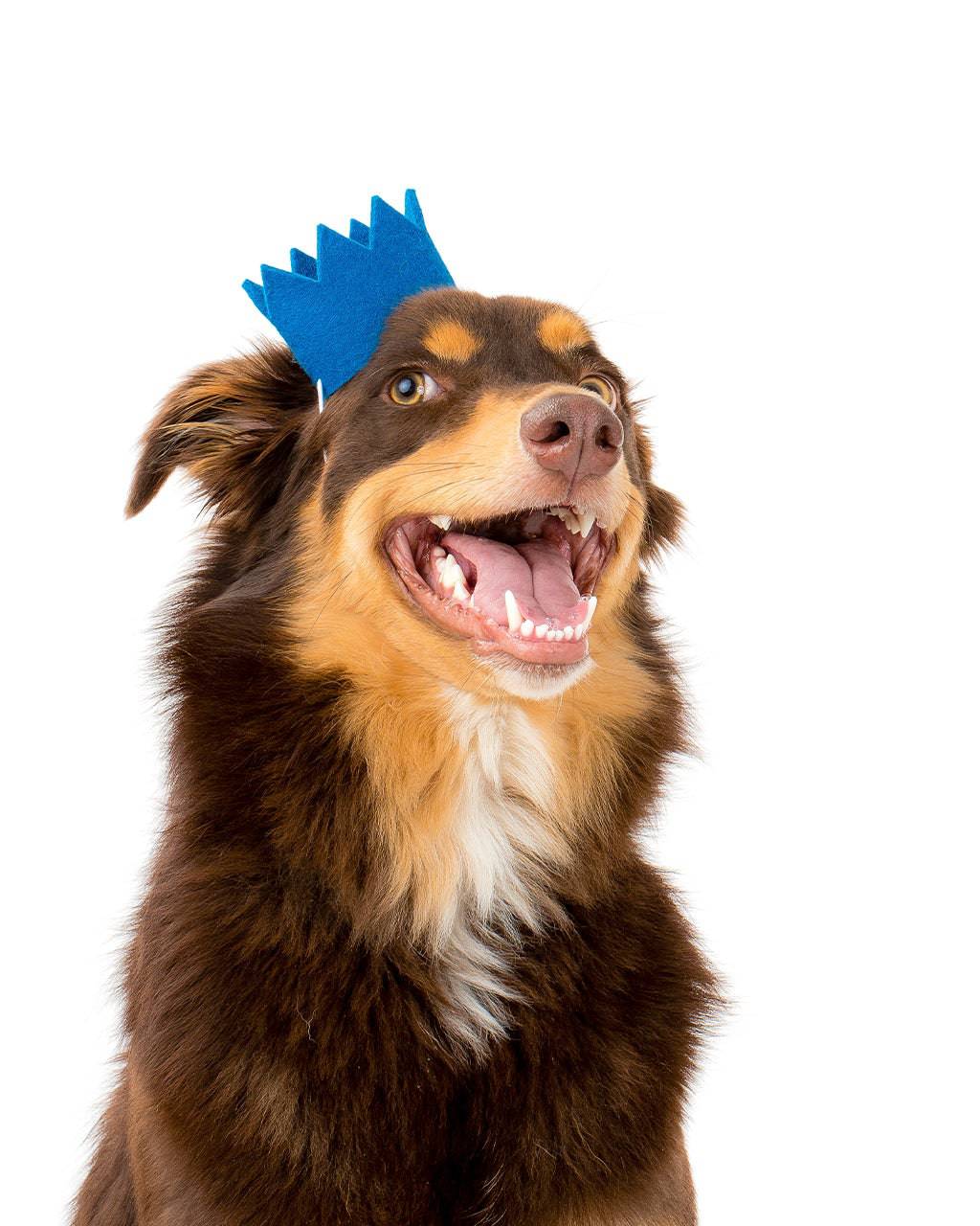Pet Bright Party Crowns - Sumiye Co