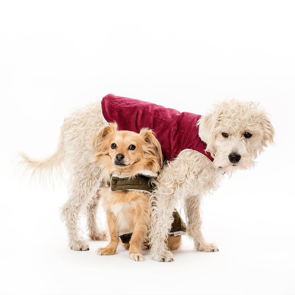 Pet Modern Classic Coat - Sumiye Co