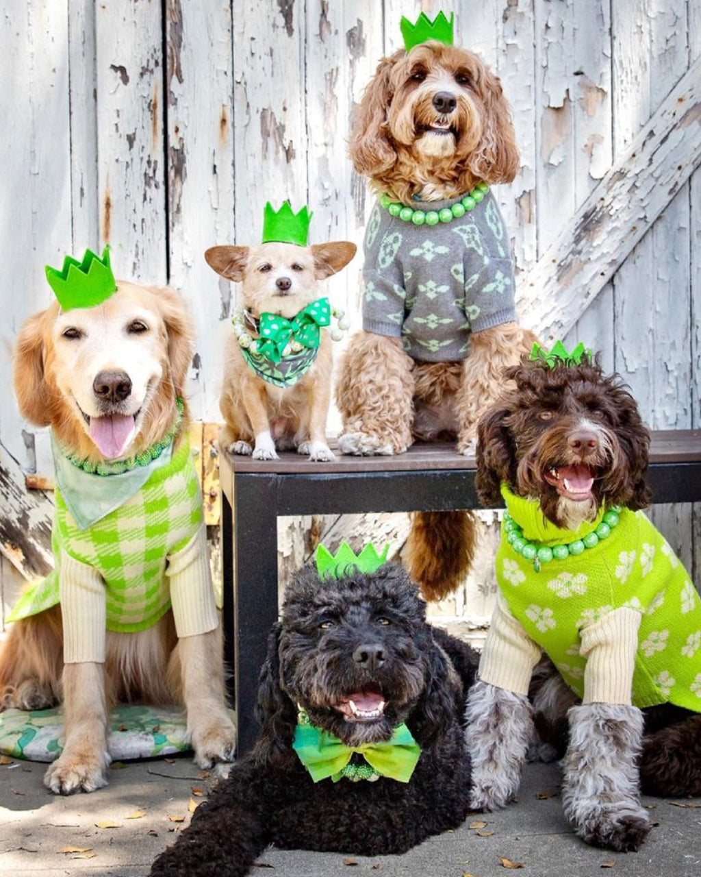 Pet Bright Party Crowns - Sumiye Co