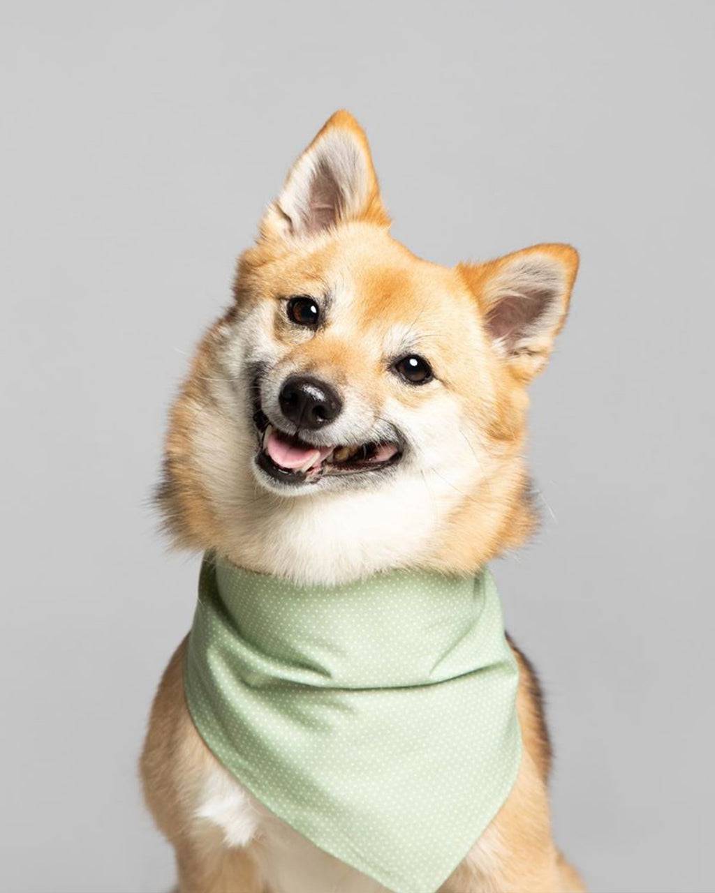 Pet Party Bandana - Sumiye Co