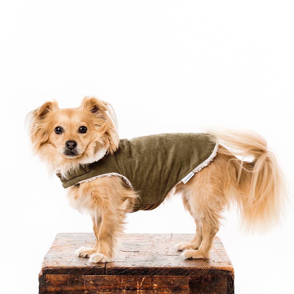 Pet Modern Classic Coat - Sumiye Co