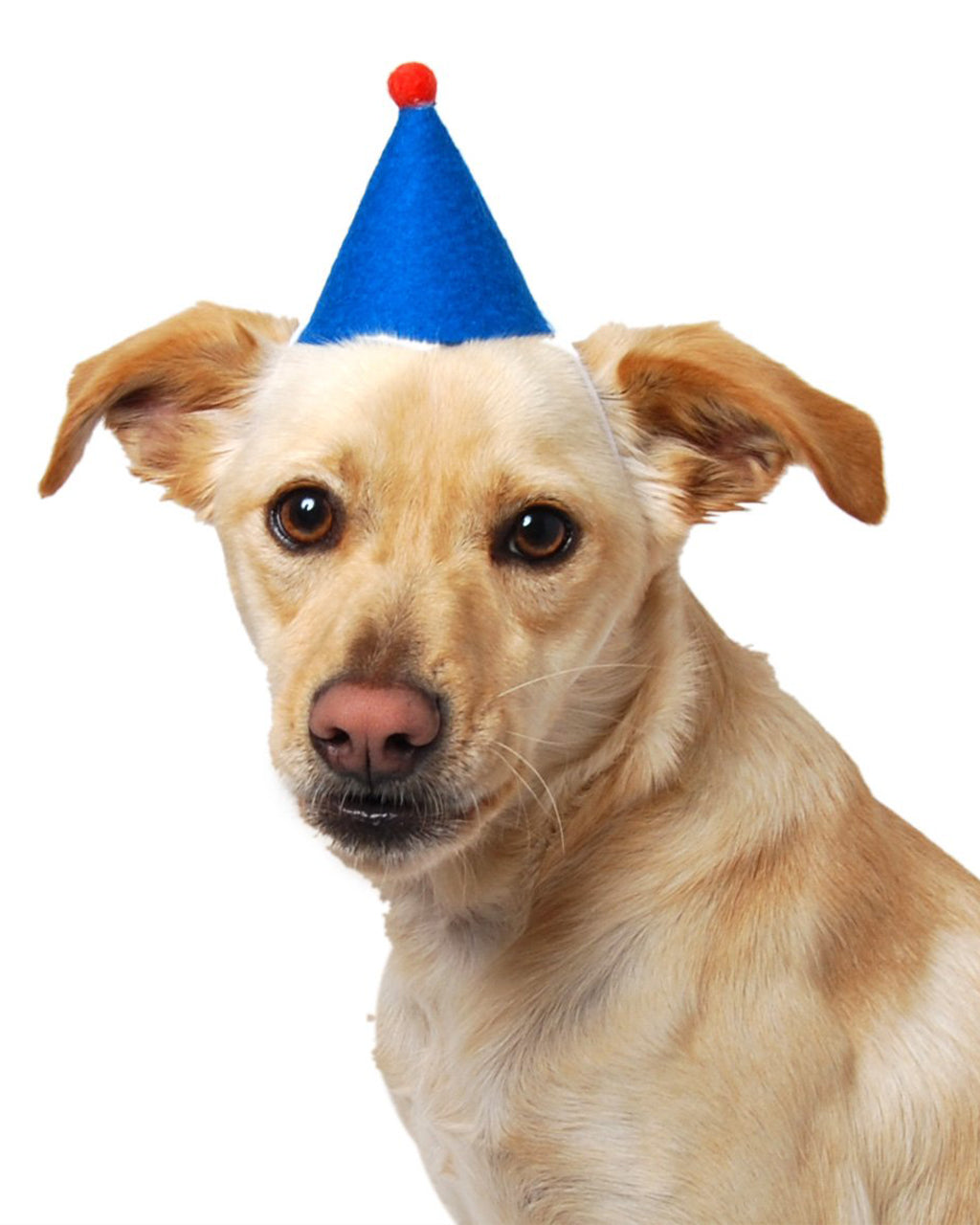 Pet Pawty Hat - Sumiye Co