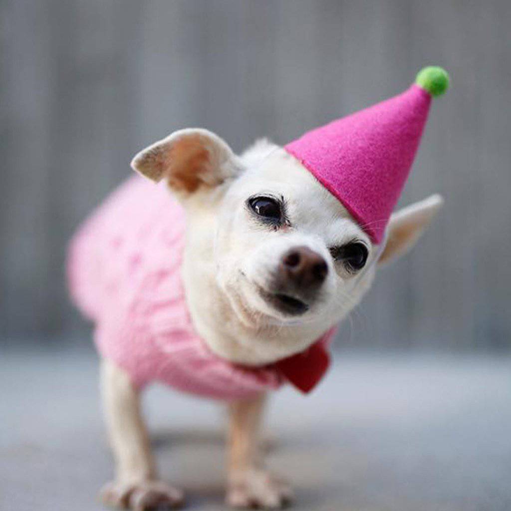 Pet Pawty Hat - Sumiye Co