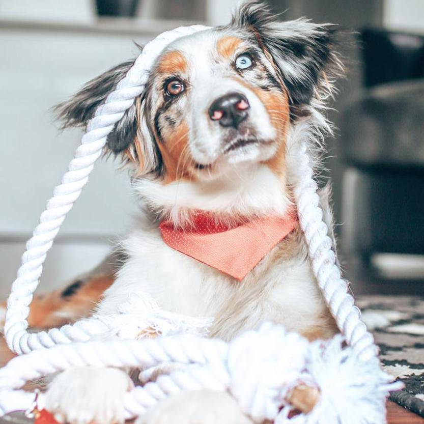Pet Party Bandana - Sumiye Co