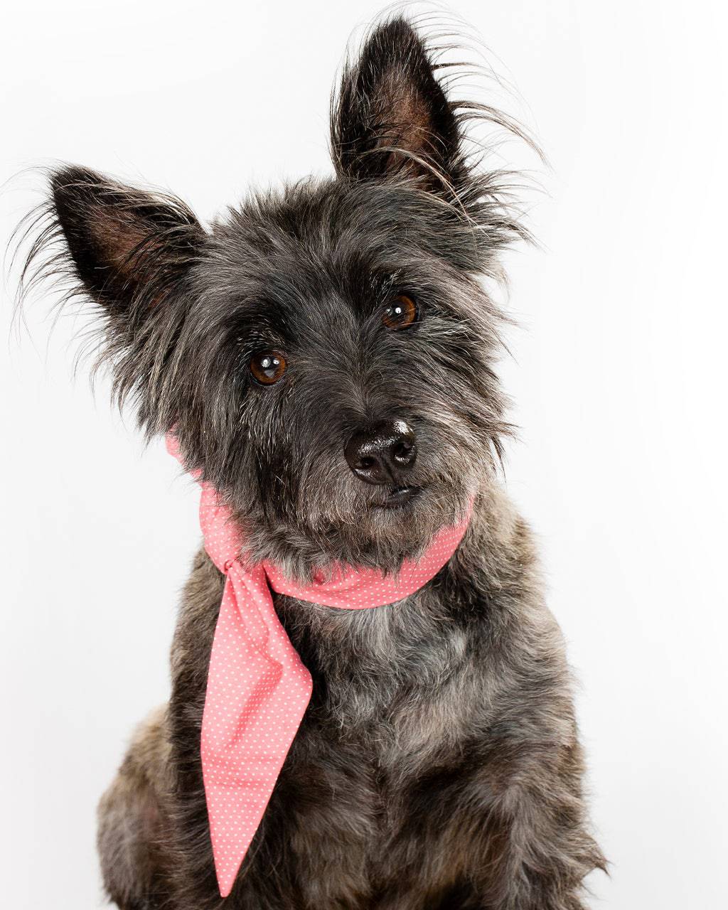 Pet Classic Necktie - Sumiye Co