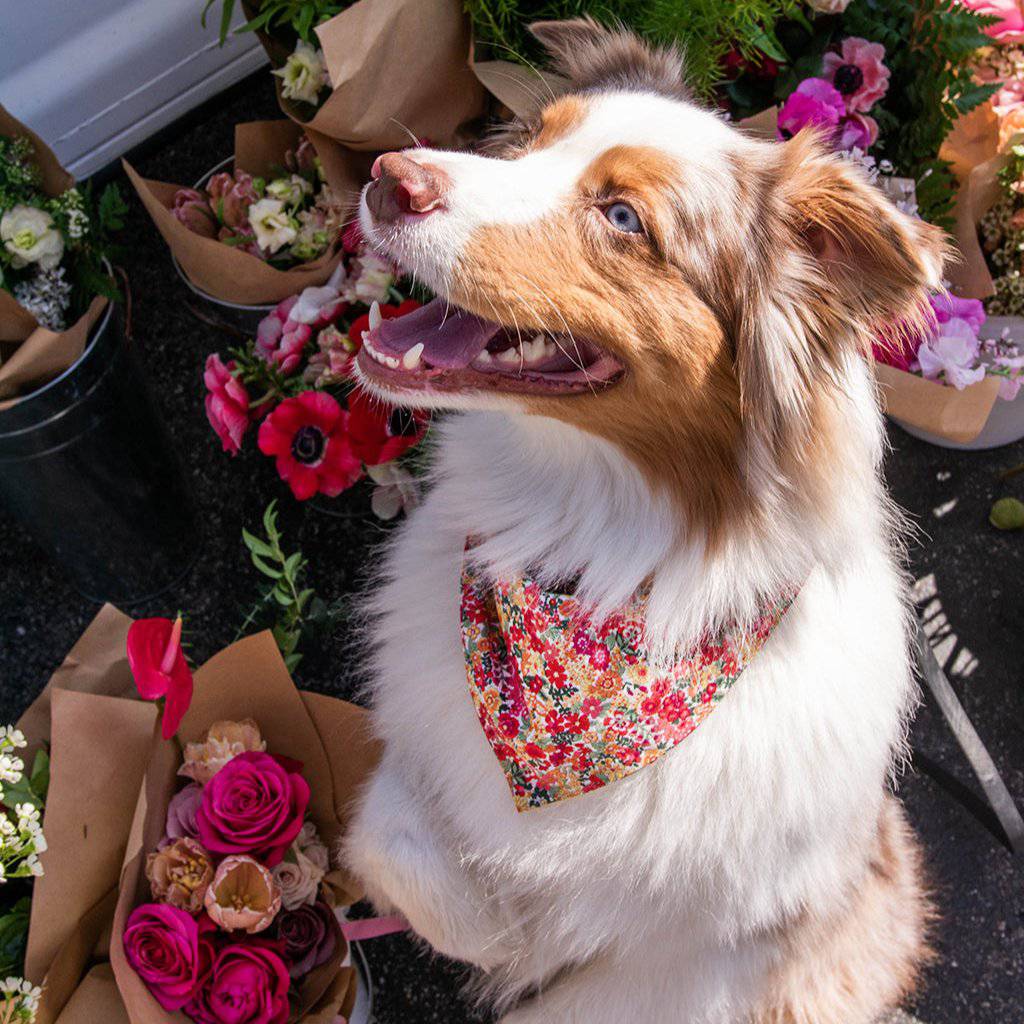 Pet Floral Bandana - Sumiye Co