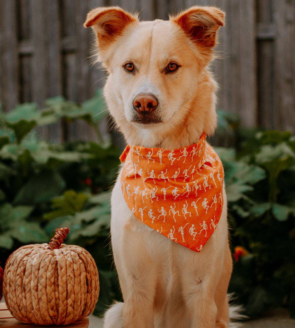 Pet Skeleton Bandana - Orange - Sumiye Co