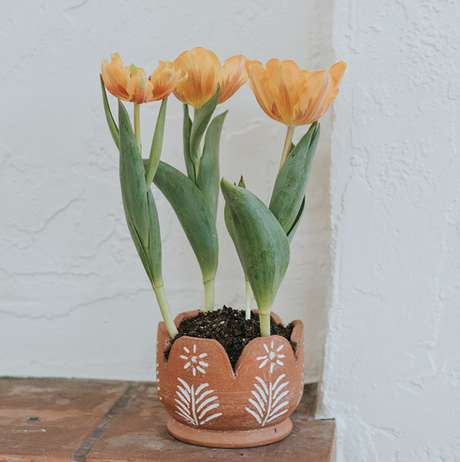 Terracotta pot with orange tulips against a white wall