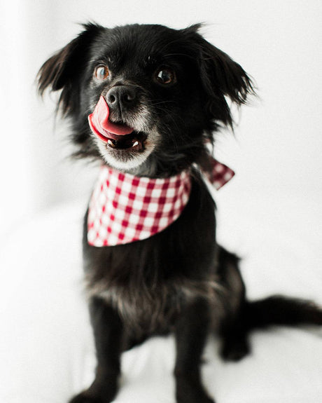 Pet Gingham Bandana - Sumiye Co
