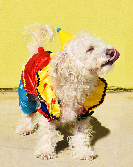 Pet Pawty Hat - Sumiye Co