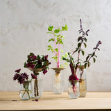 Floral Propagate Assorted - Set of 3 - Sumiye Co