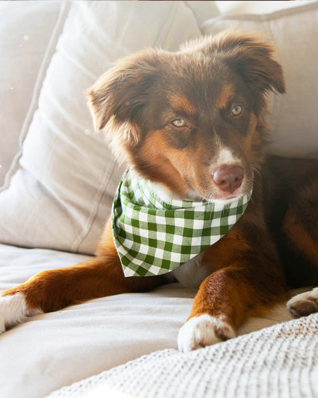 Pet Gingham Bandana - Sumiye Co