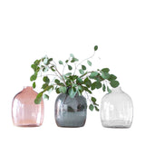 Three glass vases with plants on a white background