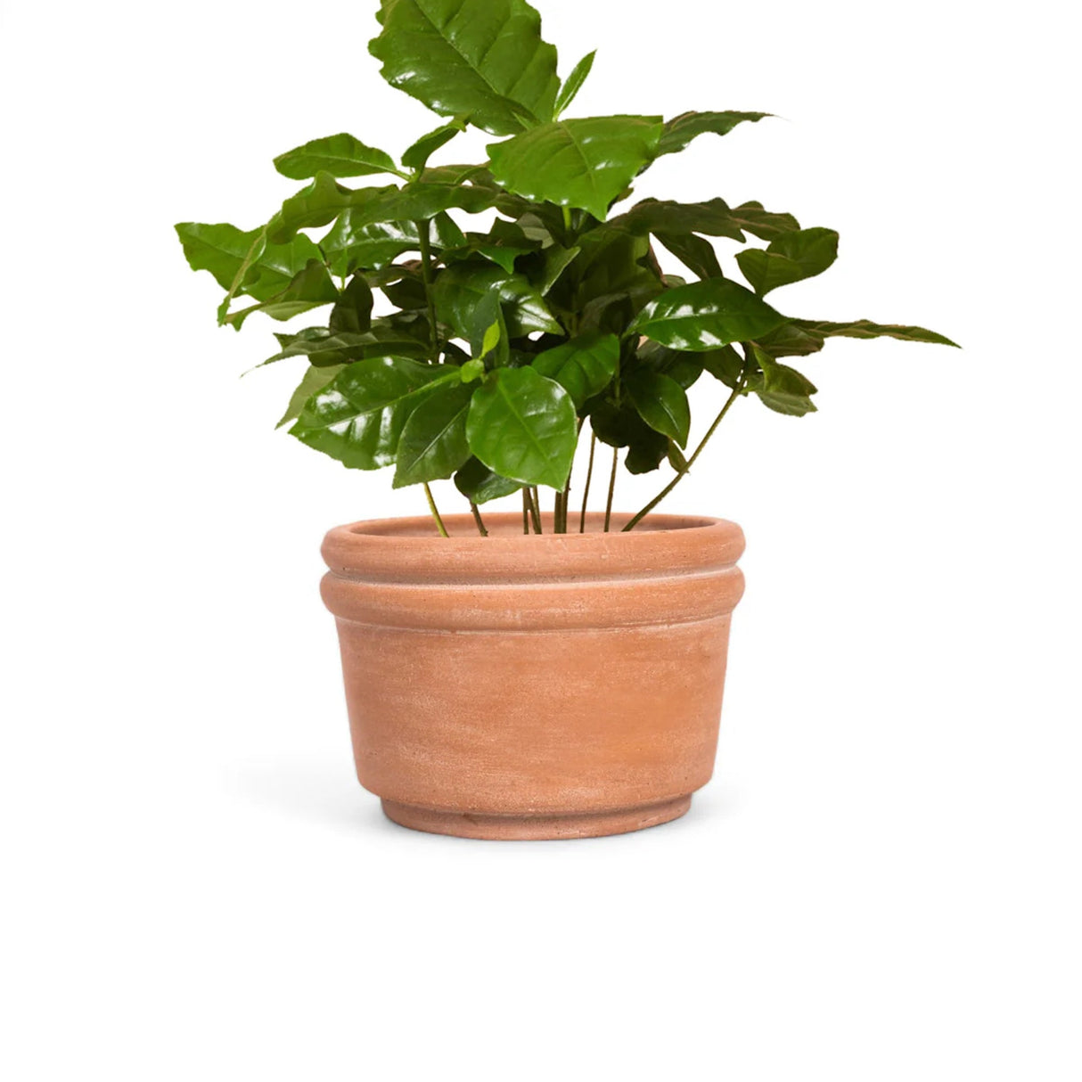 Felipe Small Terracotta Planter - Sumiye Co