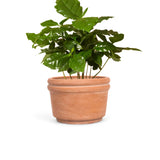 Felipe Small Terracotta Planter - Sumiye Co