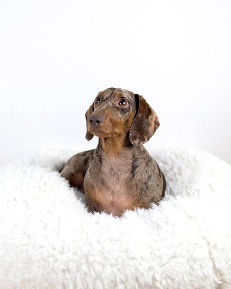 DOG BED MB POD - Sumiye Co