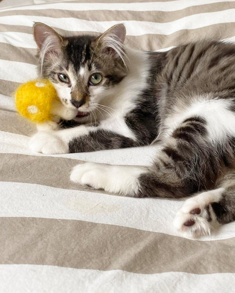 KITTY SHROOMS - Sumiye Co