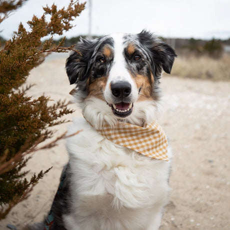 Pet Gingham Bandana - Sumiye Co