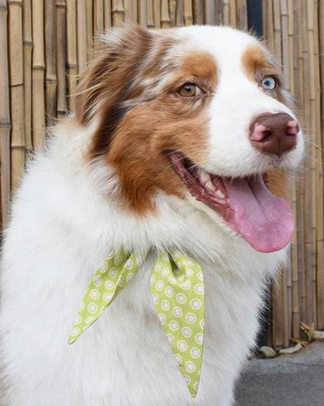 Pet Classic Necktie - Sumiye Co