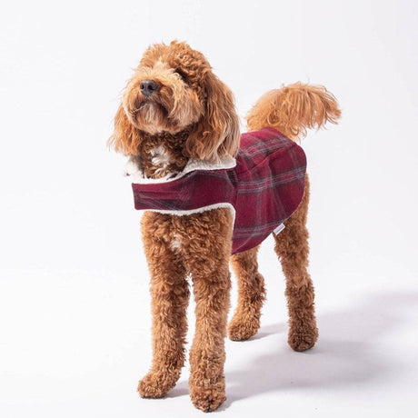 Pet Modern Classic Coat - Sumiye Co