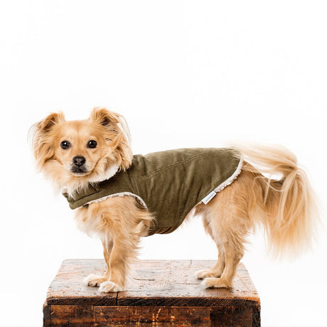 Pet Modern Classic Coat - Sumiye Co
