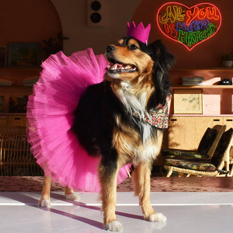 Pet Bright Party Crowns - Sumiye Co