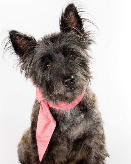 Pet Classic Necktie - Sumiye Co