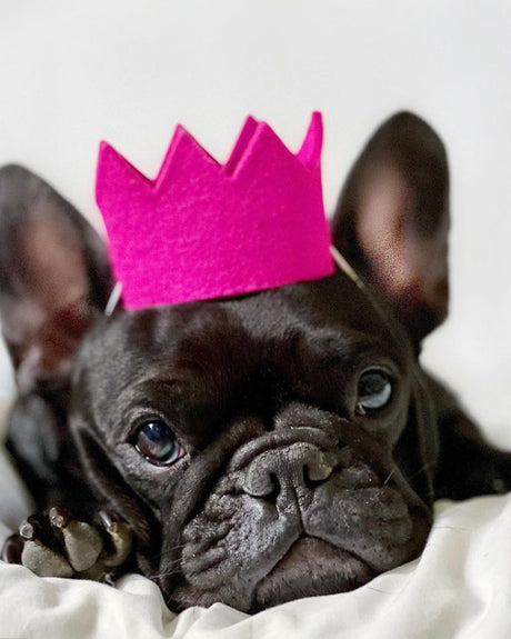 Pet Bright Party Crowns - Sumiye Co