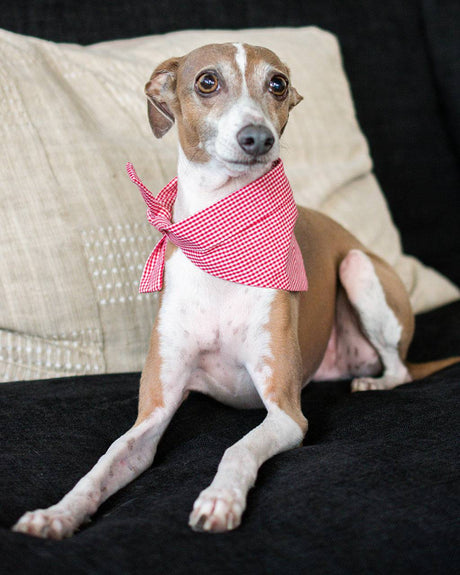 Pet Classic Bandana - Sumiye Co