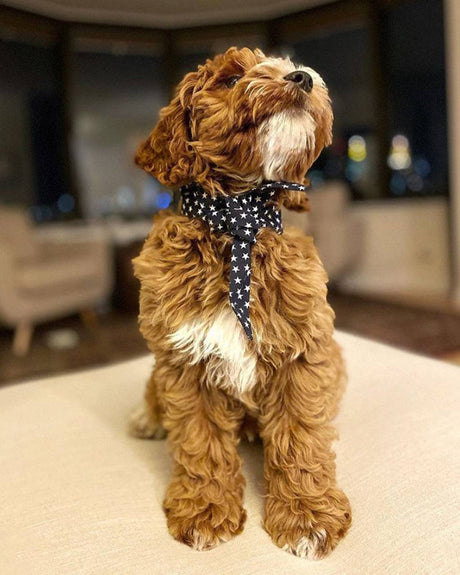 Pet Classic Necktie - Sumiye Co