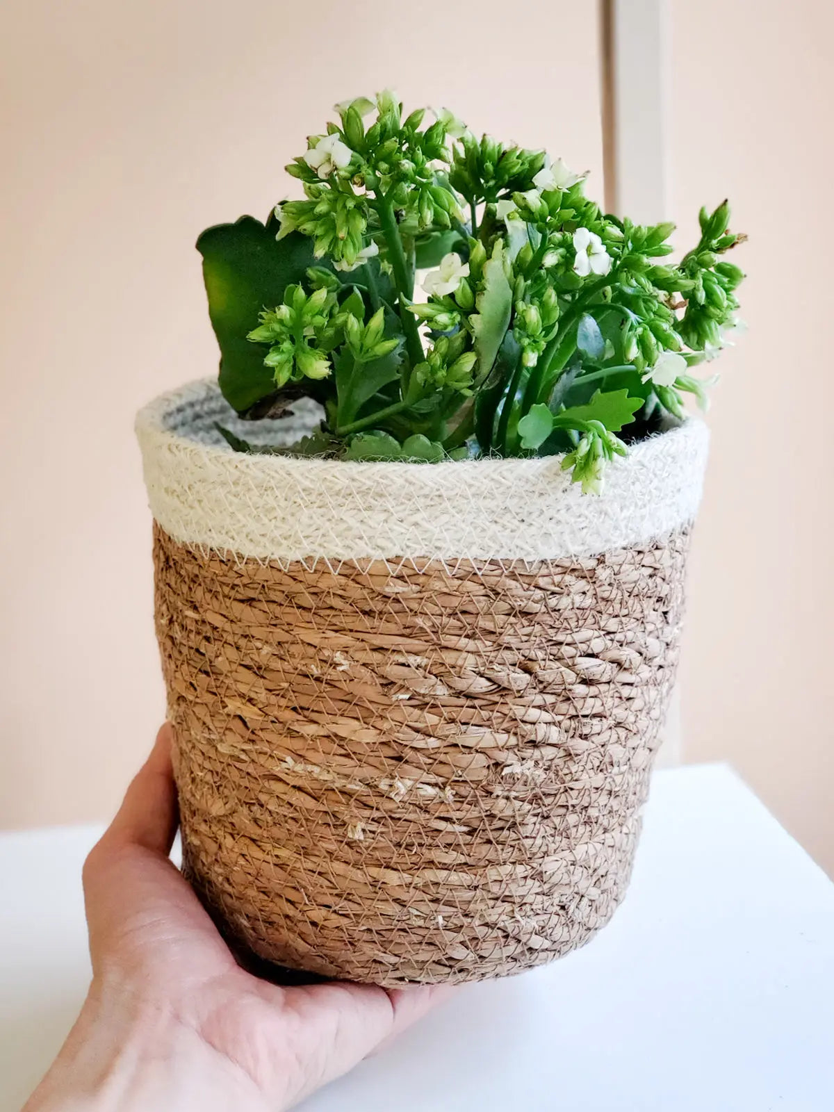 Savar Plant Basket KORISSA