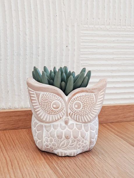Terracotta Pot - Big Eye Owl KORISSA